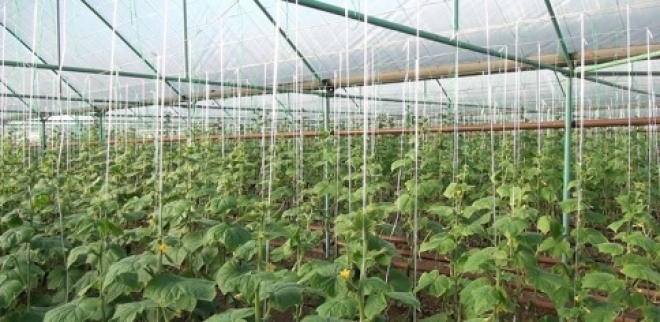 В Самаре уроженца Китая оштрафовали на 830 000 рублей за выращивание помидоров и огурцов