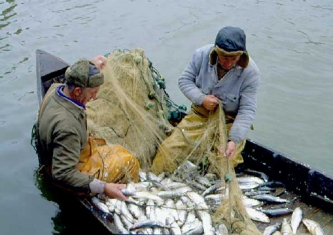 В Самарской области незаконно выловлены 10 000 тонн рыбы и раков