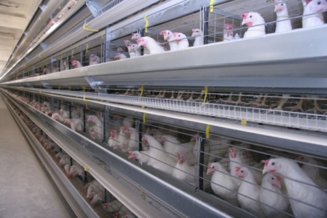 В Самарской области могут закрыться все птицефабрики