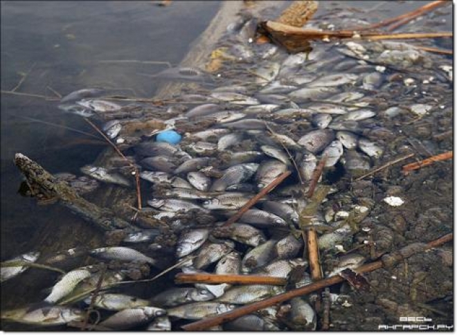 В Самарской области выясняют причины массовой гибели рыбы в Саратовском водохранилище